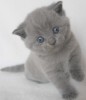 БРИТАНСКИЕ КОТЯТА